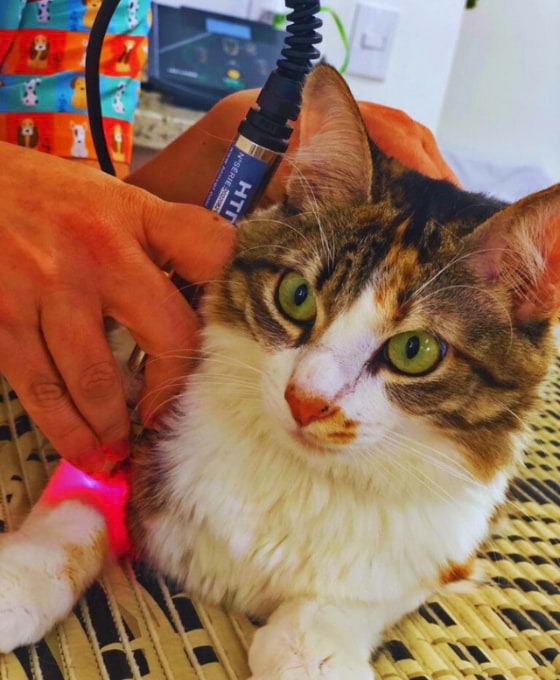Veterinary laser therapy being applied to a cat's leg during a professional photobiomodulation treatment session