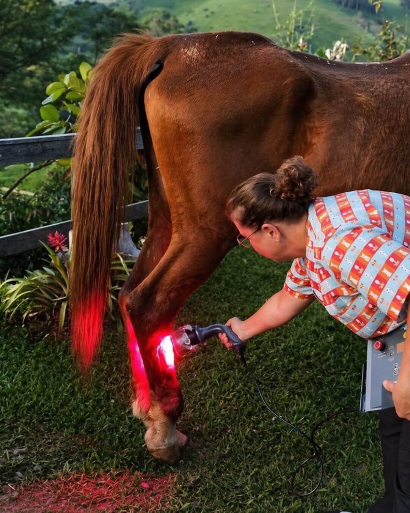Veterinarian applying laser therapy to a horse's hind leg during an equine treatment session