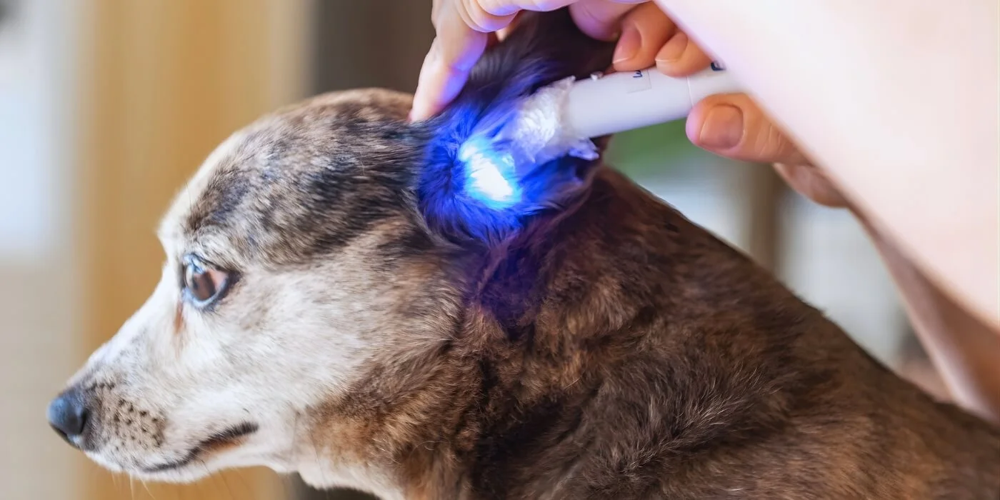 Veterinarian performing laser therapy treatment on a dog using handheld photobiomodulation device